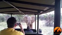 Wild Elephant Checks-Out & Smells People Inside an Open Vehicle - Latest Wildlife Sightings