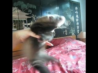 Mademoiselle Lola a 53 jours
