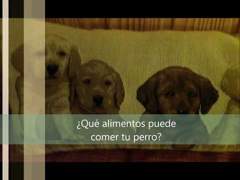 Victor Madera - Comida para perros