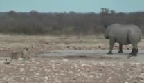 Lion attacks and kills rhino by TheTimesN