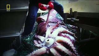 National Geographic - Monster Fish Deep Sea Demons Revealed HD 720p