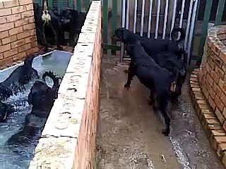 Rottweilers Swimming :D