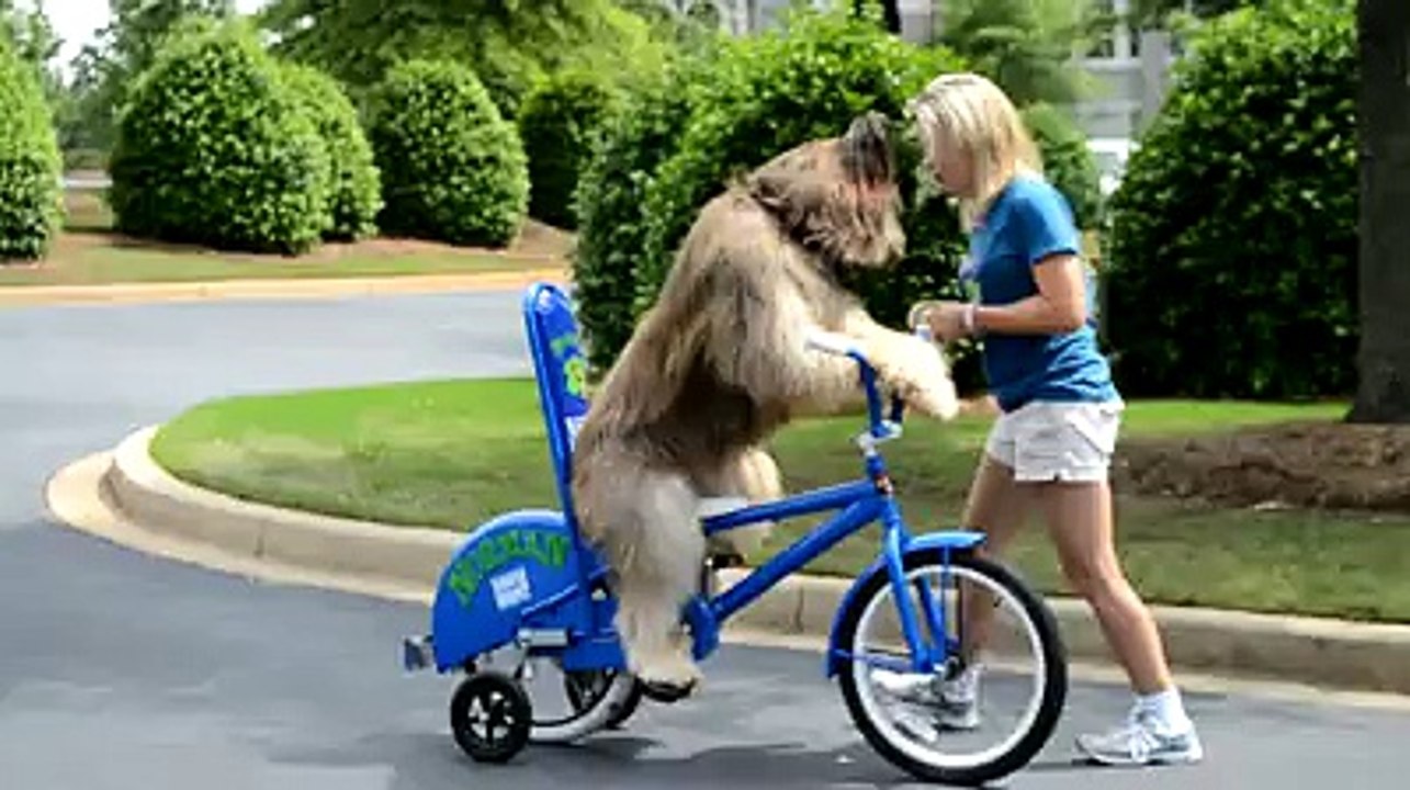 Norman The Dog Rides a Bike