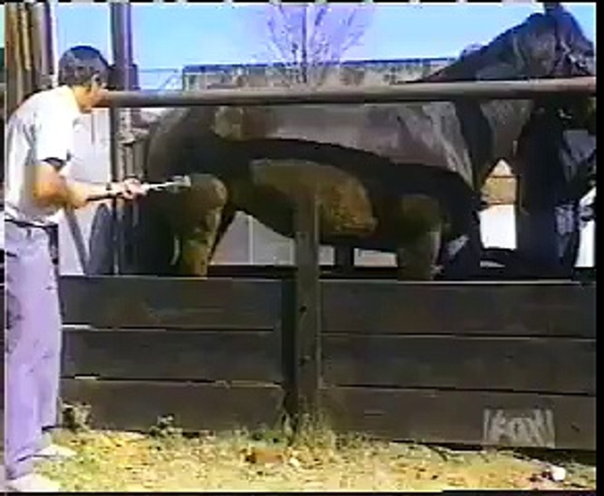 Horse Kicks Man :D