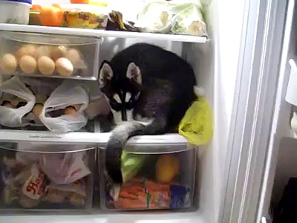Husky puppy in the fridge