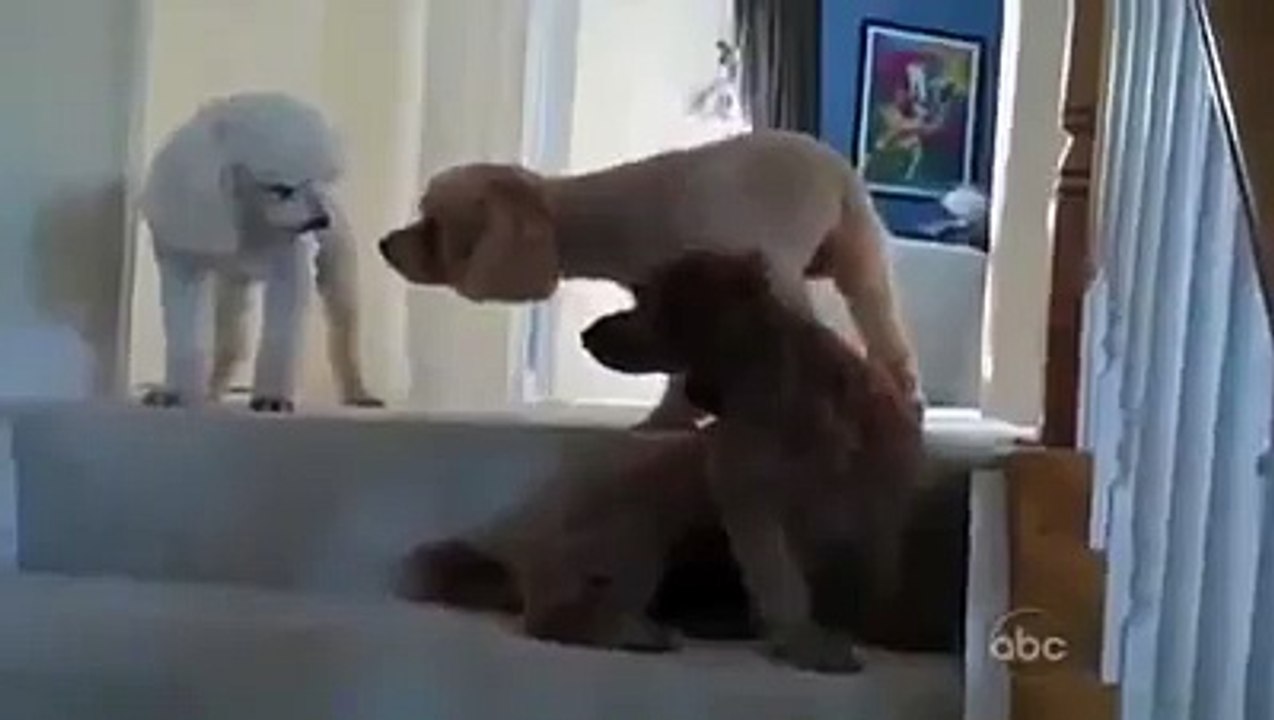 Best Of Funny Guilty Dog