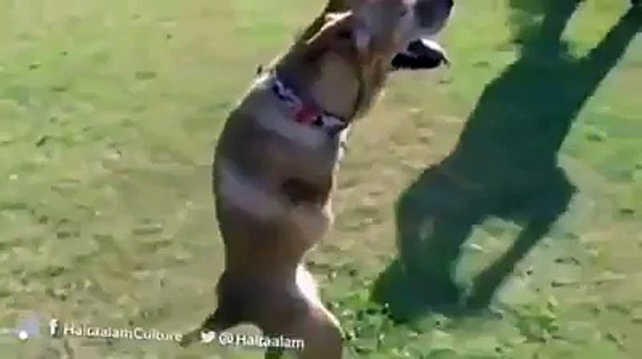 All Dog Owners Need To Watch This Video