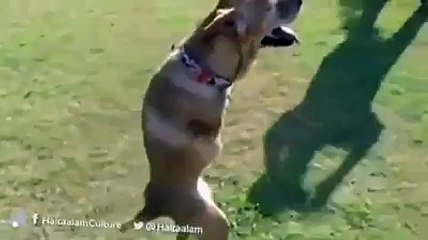 All Dog Owners Need To Watch This Video