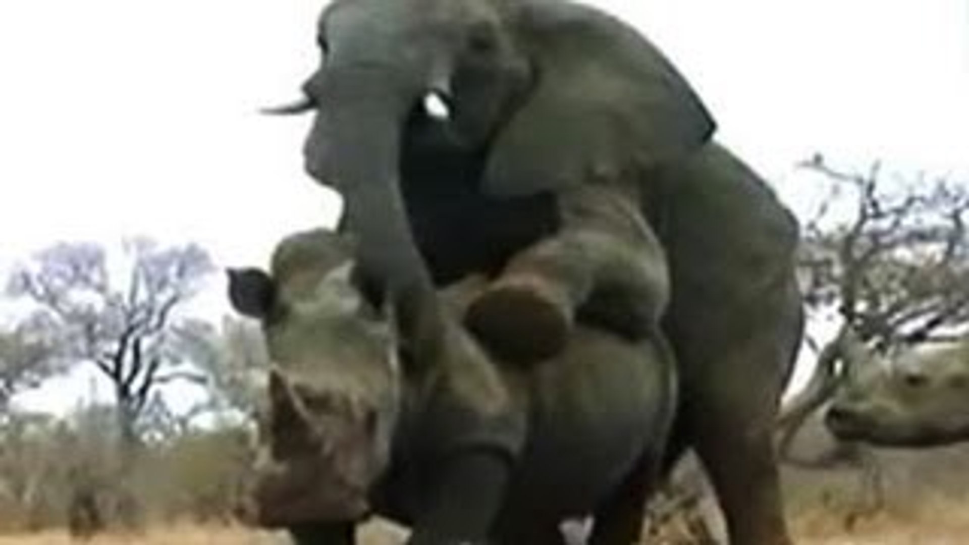 ⁣Animal Video ELEPHANT MATING WITH RHINO? WHY?!? {Full Animal Planet Documentary}