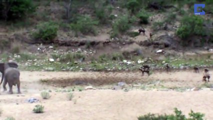 Des éléphants protègent leurs petits