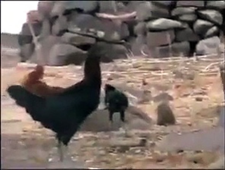 Duck vs Cow..see who wins...funny video...2016