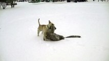 Un labrador et un guépard jouent ensemble