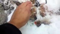 Hanno sepolto questo povero cucciolo sotto la neve ma qualche giorno dopo ecco cosa è successo