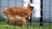 New Australian Made Chicken Feeders and Drinkers - DINE A CHOOK