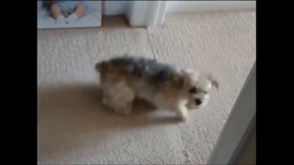 Compil' chiens drôles