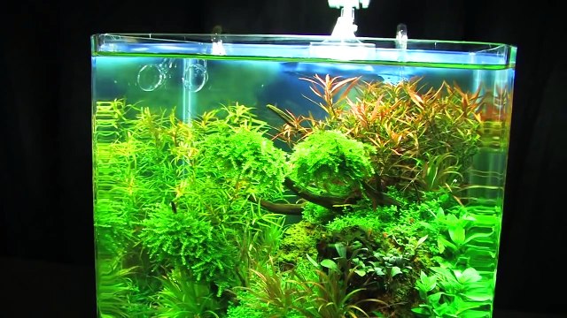 Aquascaping Contest The Art of the Planted Aquarium 2014, The Event (pt. 1 of 3)