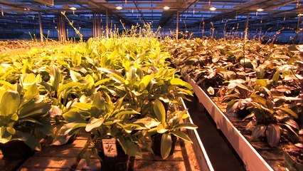 Visit at DENNERLE the largest European supplier of aquatic plants