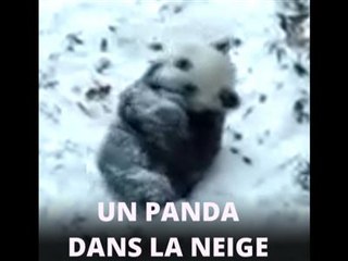 Instant meûgnon : un panda s'amuse dans la neige