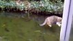 Funny Cats-cat wants to catch fish on ice