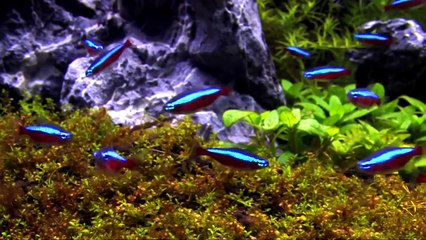 100 cardinal tetra in an aquascaping tank