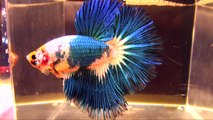 The International Betta Competition magnificent fighting fish on show