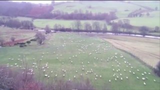 Farmer gives sheep a ticking off for going walkabout - ewe won't believe what happens next