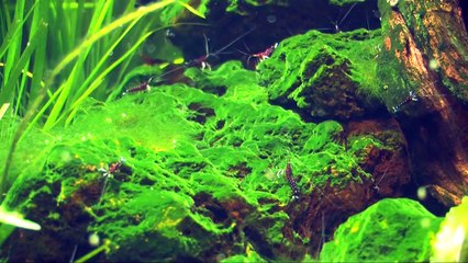 Caridina dennerli, the Cardinal shrimp from Sulawesi breeding