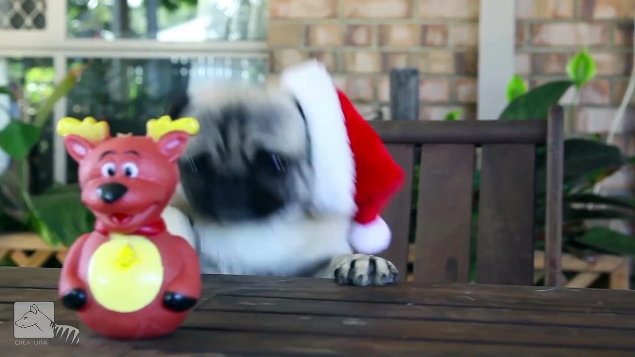 Christmas Pugs