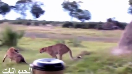 Panthers vs. hyenas real battle || WATCH