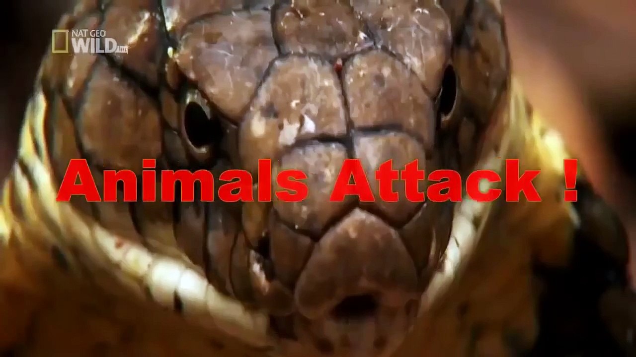 Leopard attack Baboon to die ☆ Animals Attack