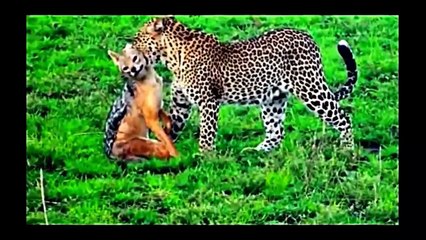 Leopard vs. Eagle vs. Lion vs. Hyena || Animal Fight