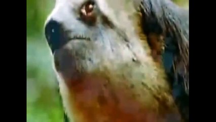 Eagle attacks Wolf, Man, other Animals - Video Compilation