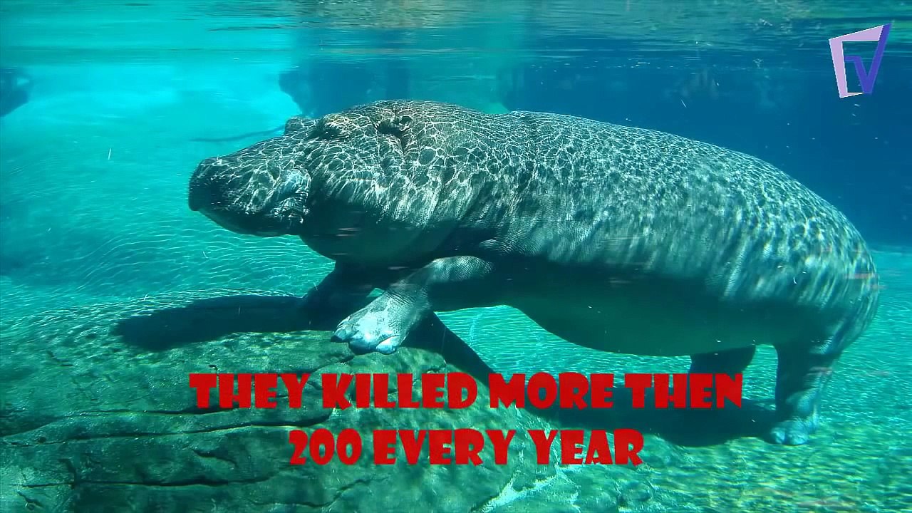 deadliest animals in the world top 10 HD