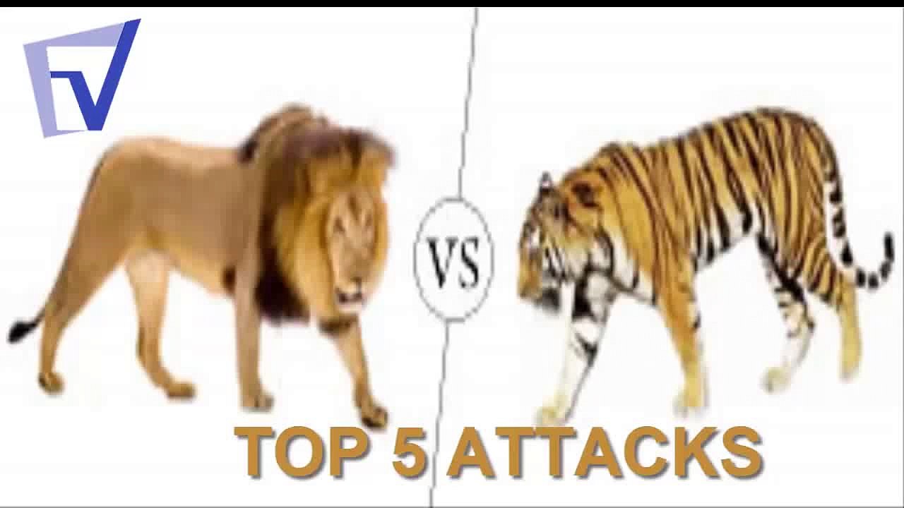 lion vs tiger Top 5 attacks HD