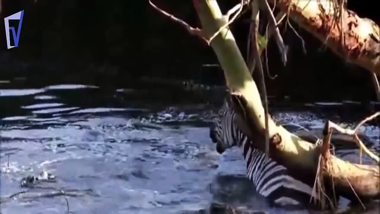 crocodile attacks Top 10 HD