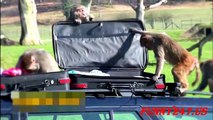 Monkeys attack Car  in Saudi Arabia ☆ Animals Attack