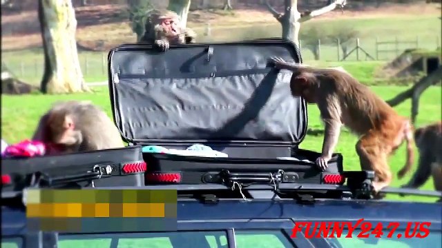 Monkeys attack Car in Saudi Arabia ☆ Animals Attack