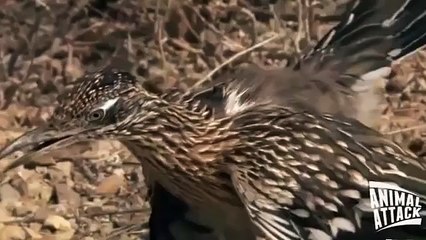 Snake Fight TO The Death: Rattlesnake fight Roadrunner.