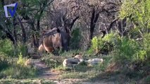 Lion VS Rhino Top 10 attack HD