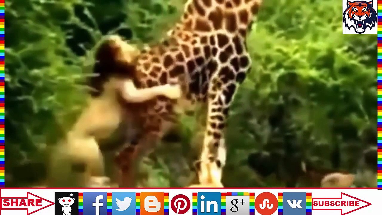 Lion attacks human - Lion attack buffalo - Lion attack elephant - Lion attack animals 2015