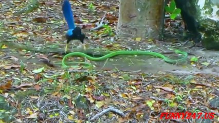 Snake vs Bird fighting LIVE ☆ Animals Attack