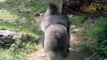 Gorilla attack human! Watch!! Gorila ataque humano