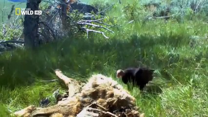 Wild Life Survival (National Geographic)