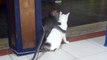 MONKEY KISSING A CAT, ★★★★★, FUNNY MONKEY, FUNNY CATS, FUNNY ANIMALS, ★ ORIGINAL VIDEO ★