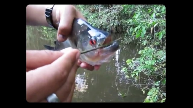 Piranha Scissors vs. Puffer Fish Slicers