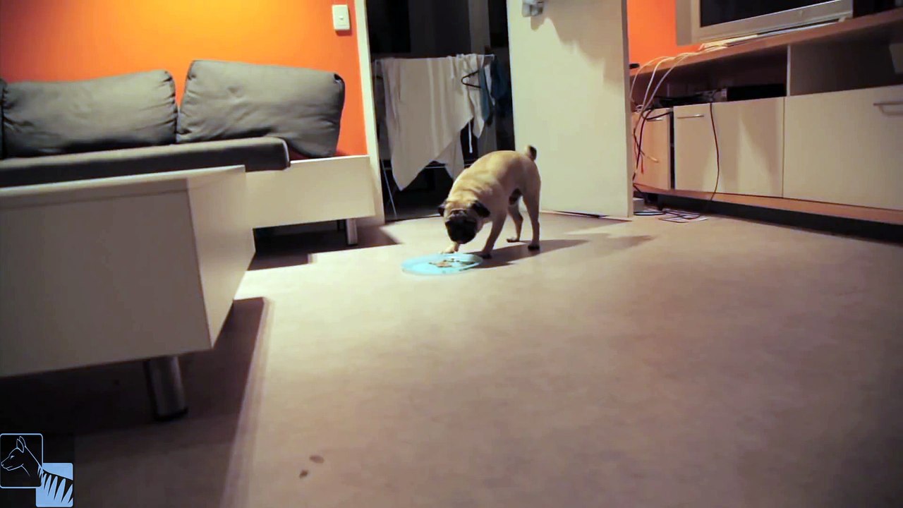 Pug vs Spider