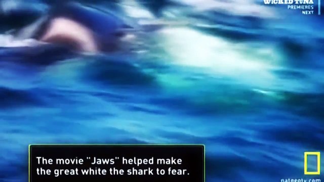 National Geographic - Killer Whale Vs Great White shark [HD 720p] - National Geographic Documentary