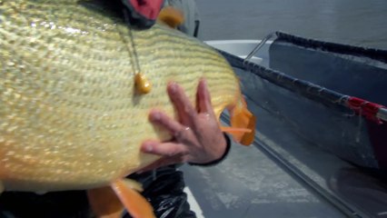 The Golden Dorado - River Monsters