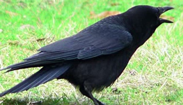 5 Animals That Are Secretly Geniuses! 5 Weird Animal Facts - Ep. 36 AnimalBytesTV