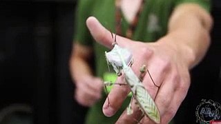5 Insane Insects Found In The Wild! 5 Weird Animal Facts - Ep. 48